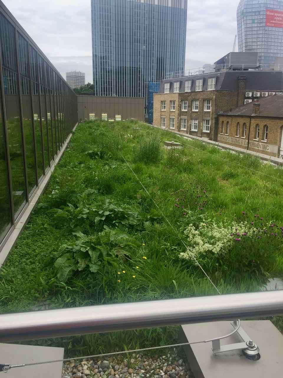 Hilton Bankside | Wildflower meadow and