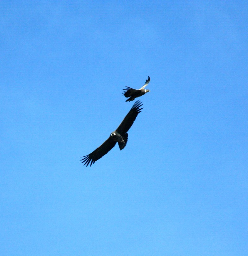 Condors in flight