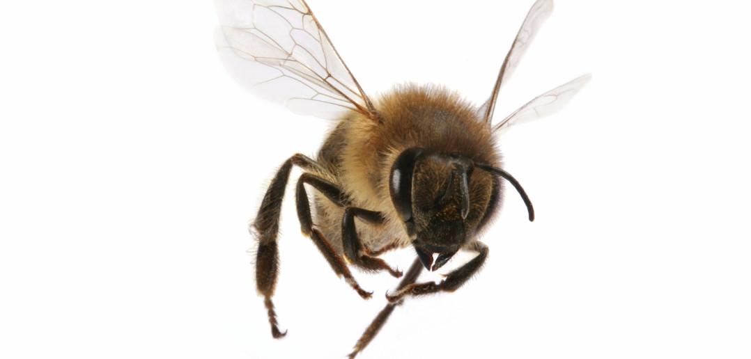 A Terrifying Bee (Photo: iStock)