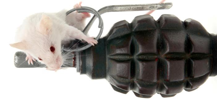 Bomb Mouse on the Job (Photo: iStock)