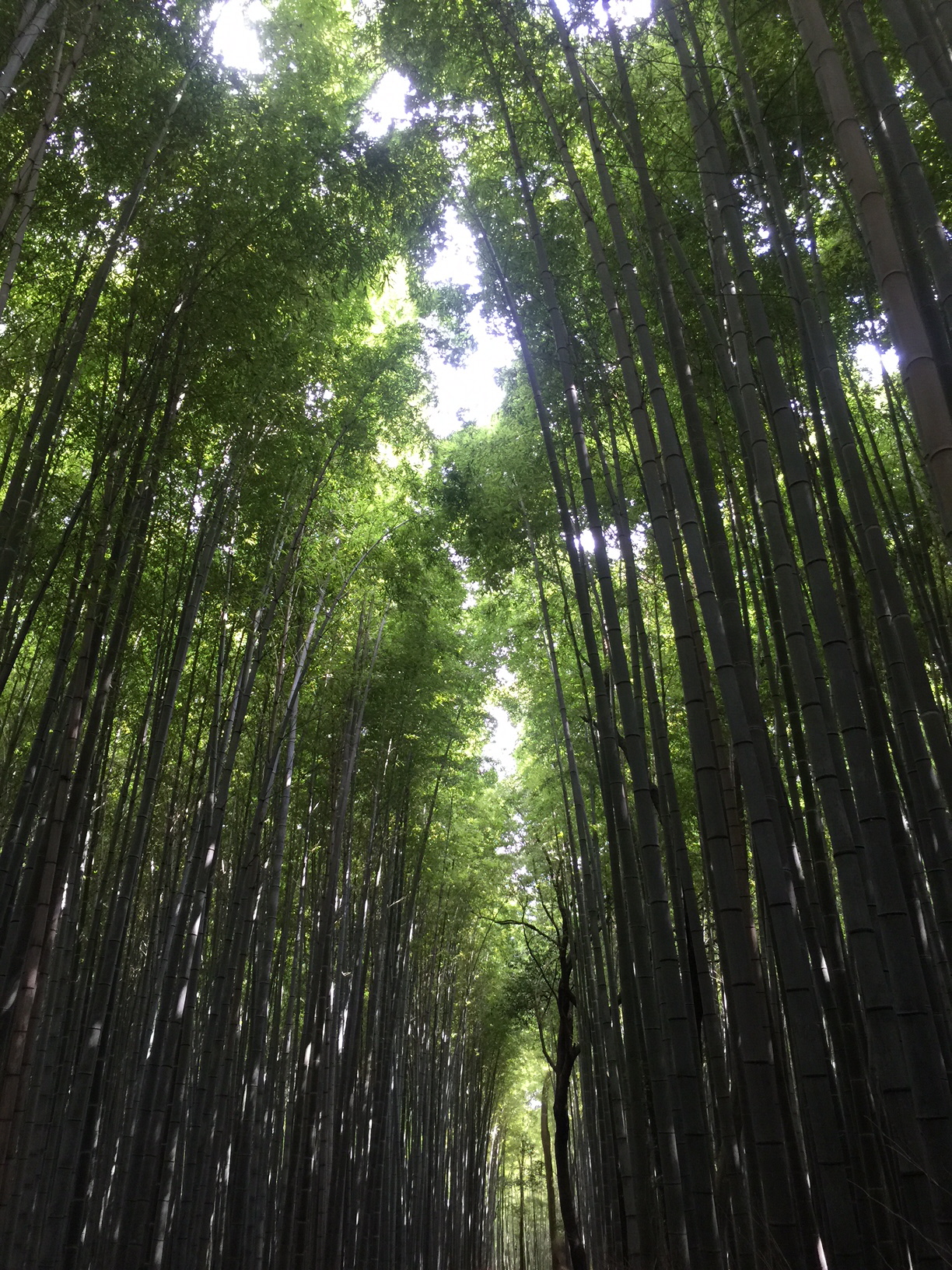 3  Bamboo Forest.jpg