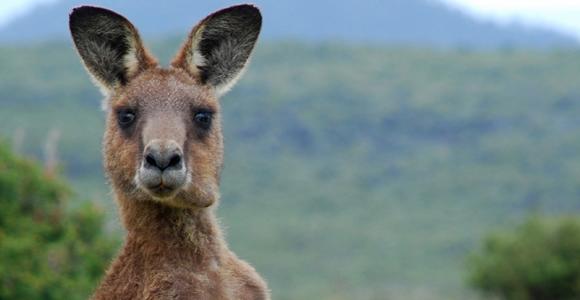15_Kangaroo