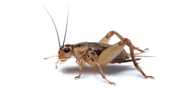 10cricket