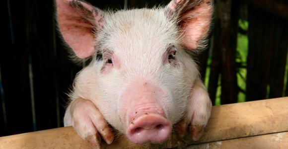 01_USAirPig