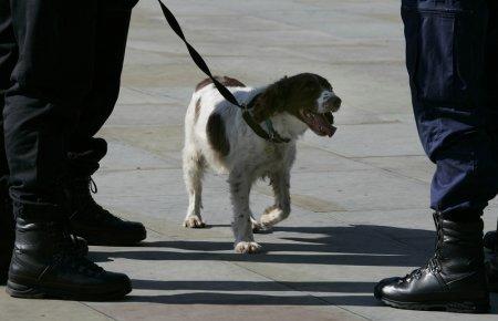 sniffer drugs dogs food find flyertalk