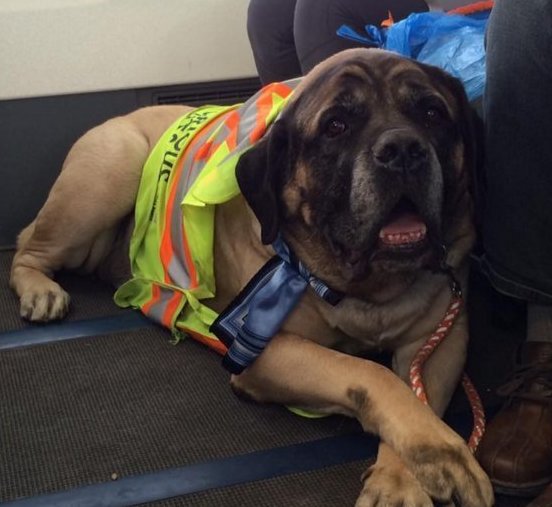 westjet dog in cabin