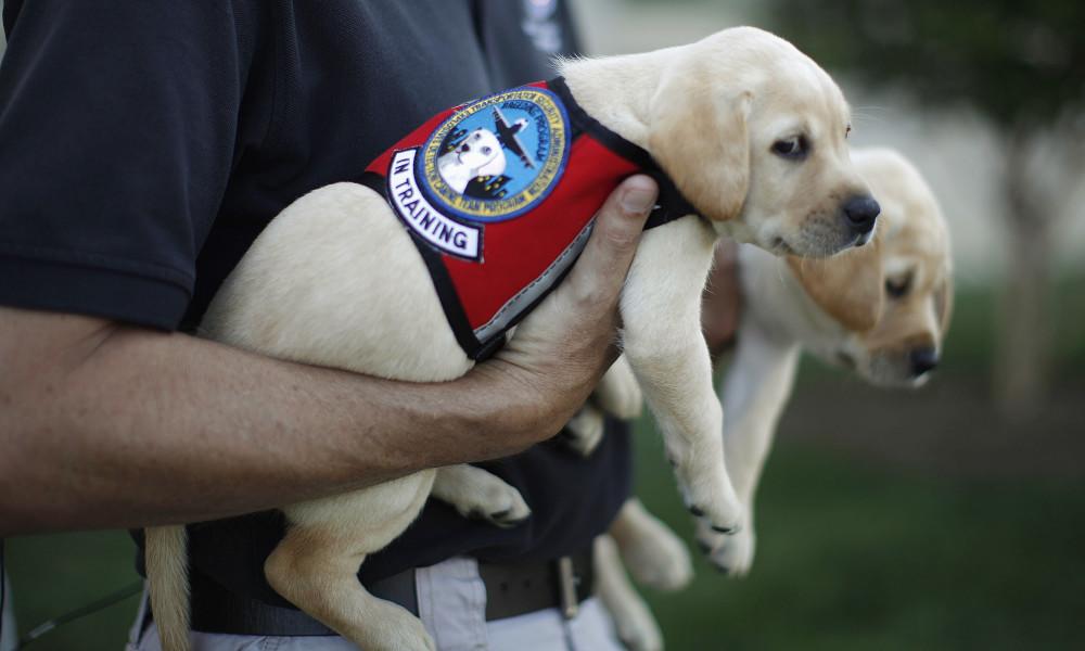 alaska airlines service animal