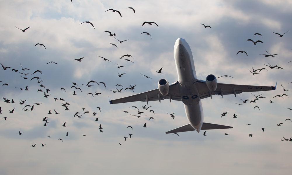What Happens in a Bird Strike? – FlyerTalk - The world's most popular  frequent flyer community