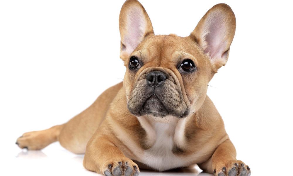 dogs with pointy ears breeds