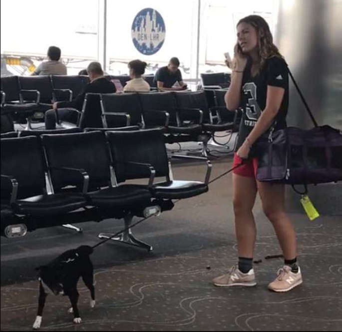Image result for images of dog pooping on airport concourse