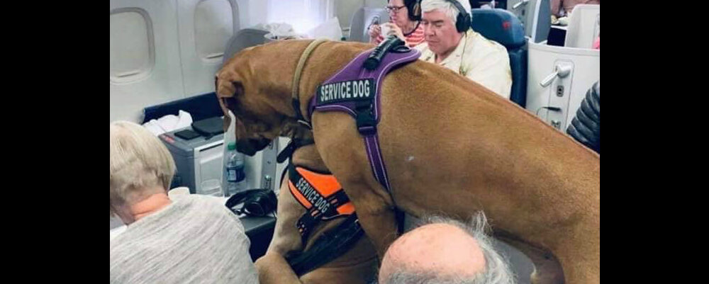 taking emotional support dog on plane