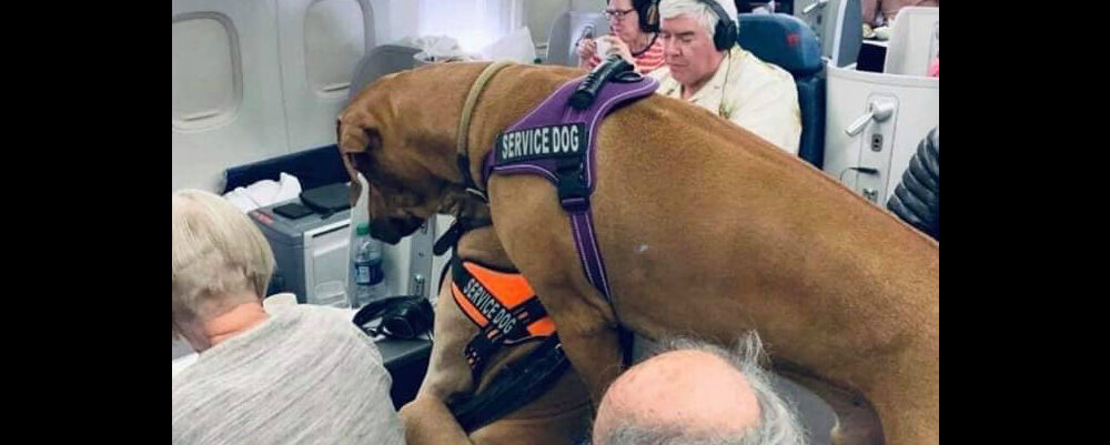 emotional support dog amtrak