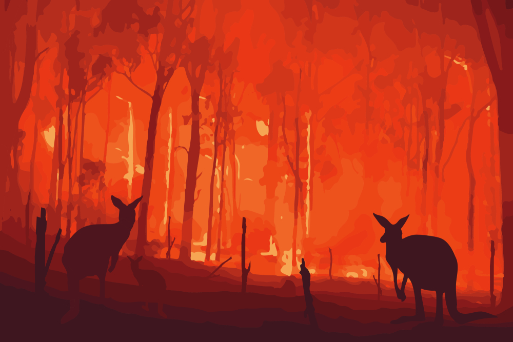 Australia Wildfire Animals Help Donate