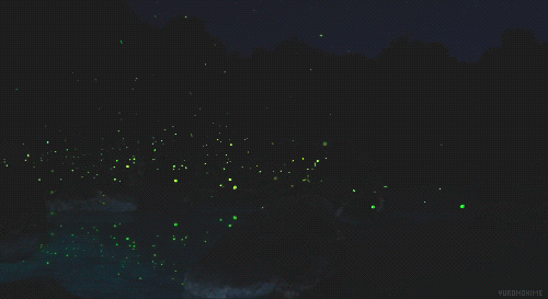 This Firefly Sanctuary In Mexico Is Magical